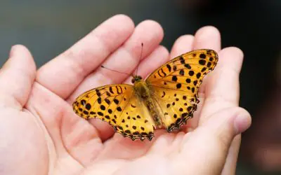 Cancer du Foie : Quatre Cancers Vaincus en 12 Ans (Japon)